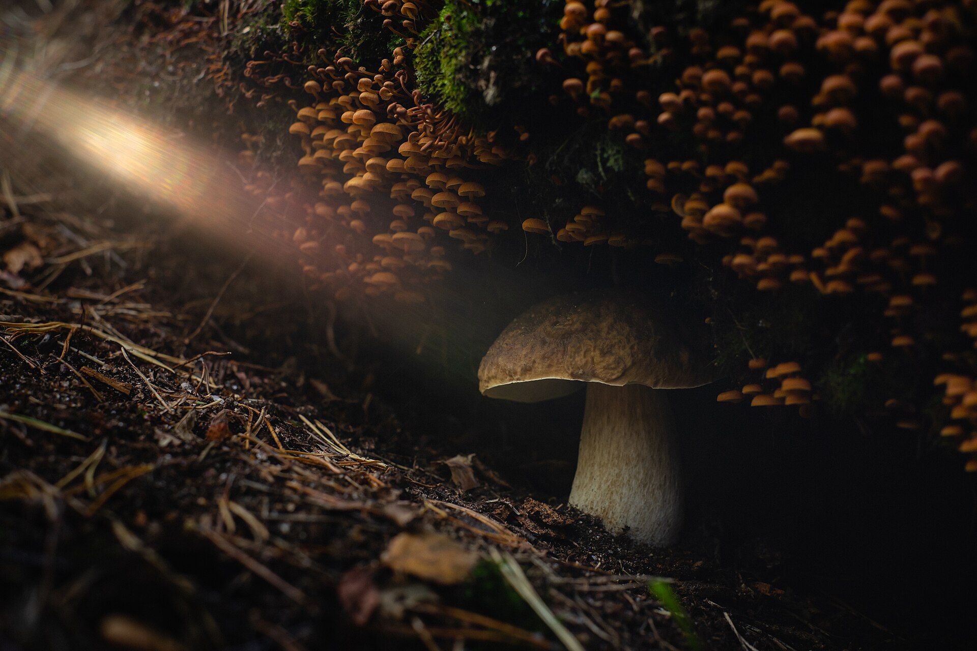 Borowik sosnowy (Boletus pinophilus)