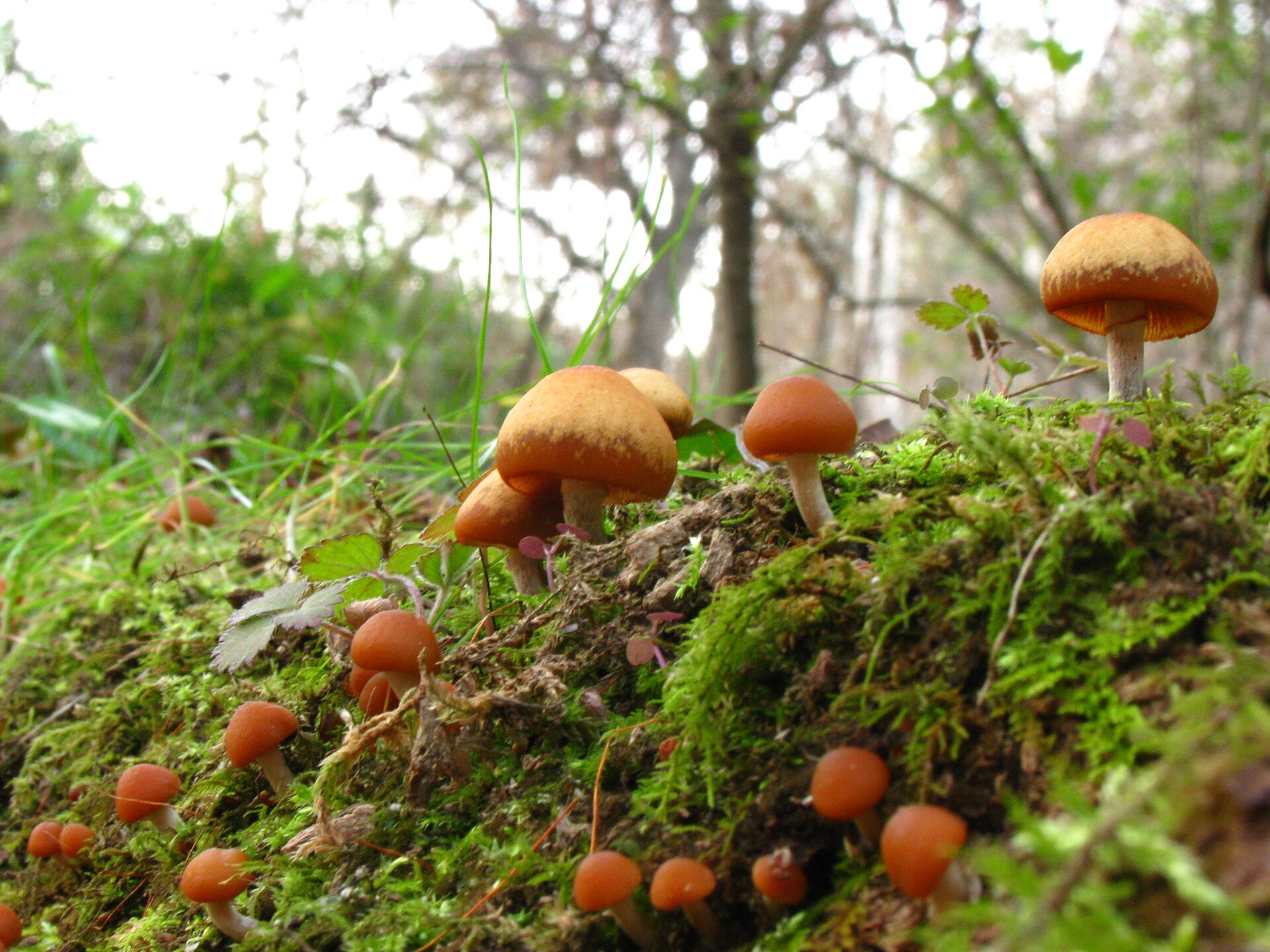 Hełmówka obrzeżona (Galerina marginata)
