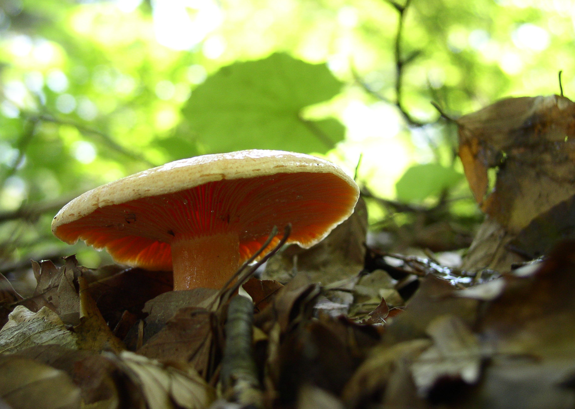 Mleczaj rydz (Lactarius deliciosus)