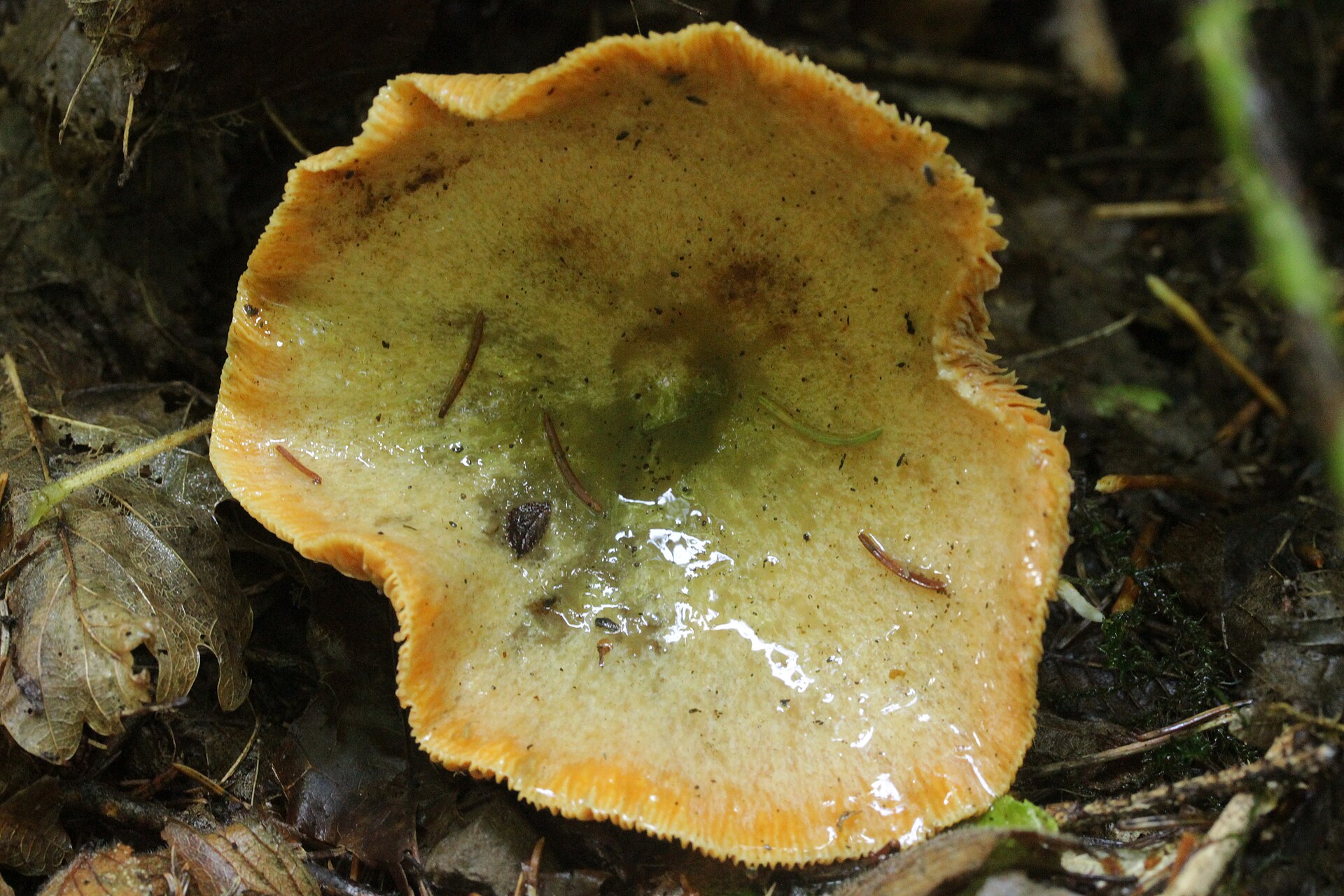 Mleczaj świerkowy (Lactarius deterrimus)