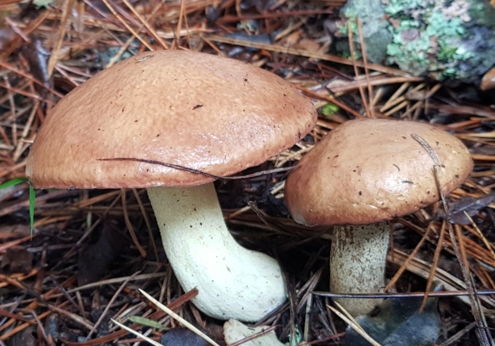 Maślak ziarnisty (Suillus granulatus)