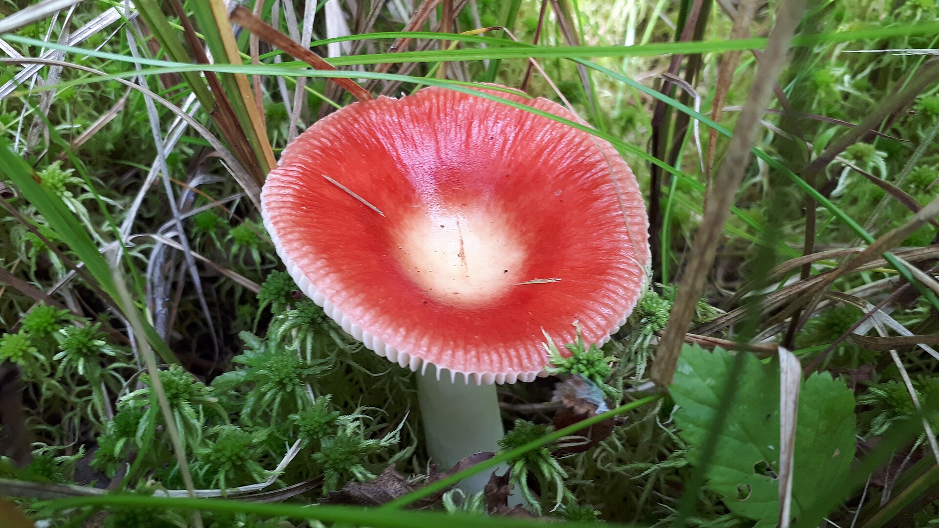 Gołąbek wymiotny (Russula emetica)