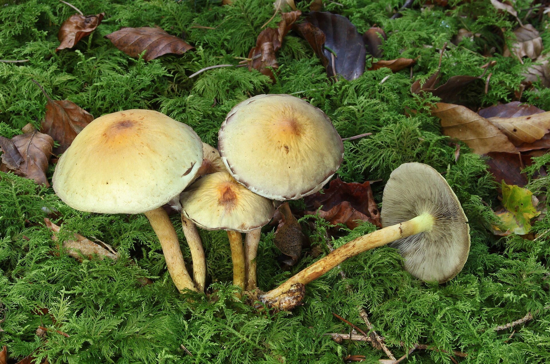 Maślanka wiązkowa (Hypholoma fasciculare)