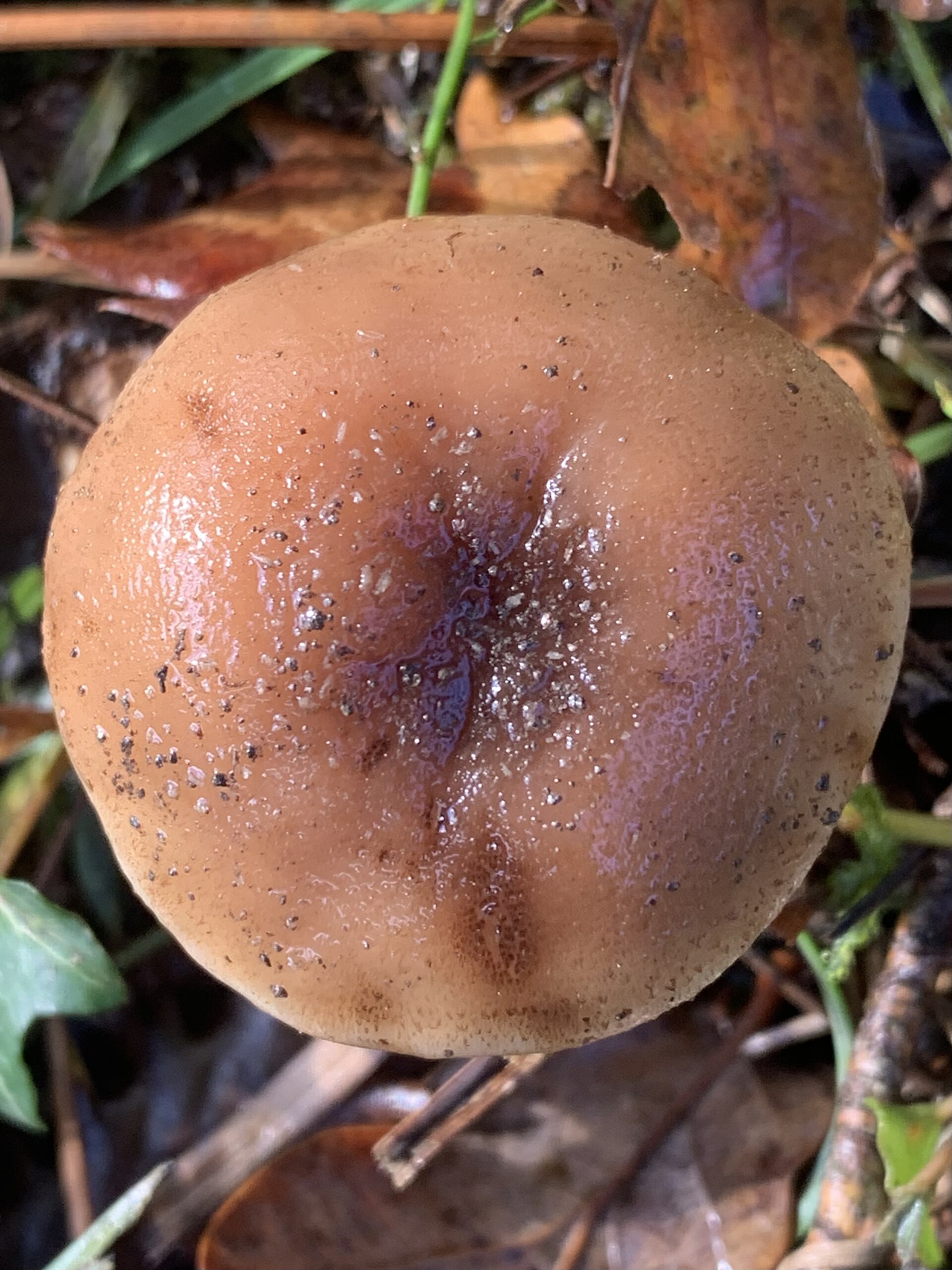 Opieńka miodowa (Armillaria mellea)
