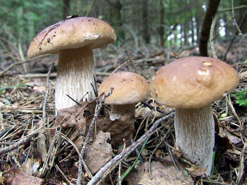 Borowik szlachetny (Boletus edulis)