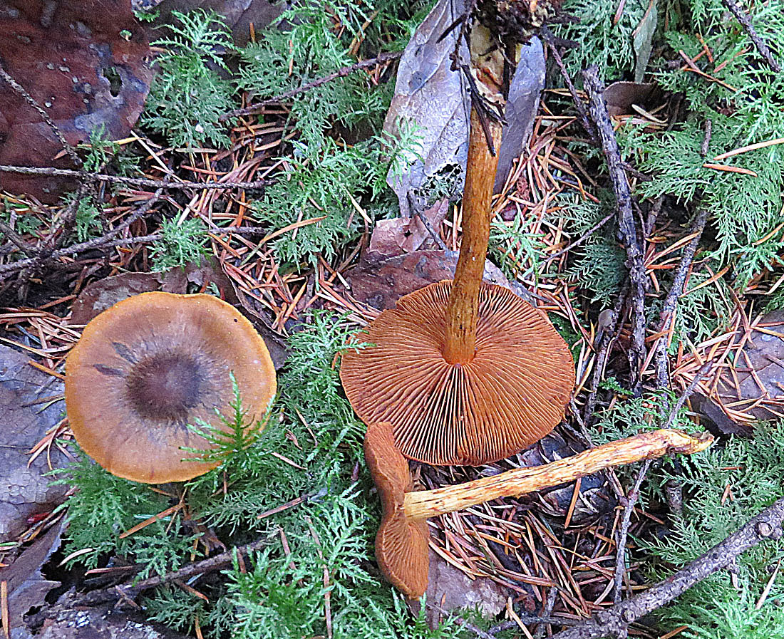 Zasłonak cynamonowy (Cortinarius cinnamomeus)