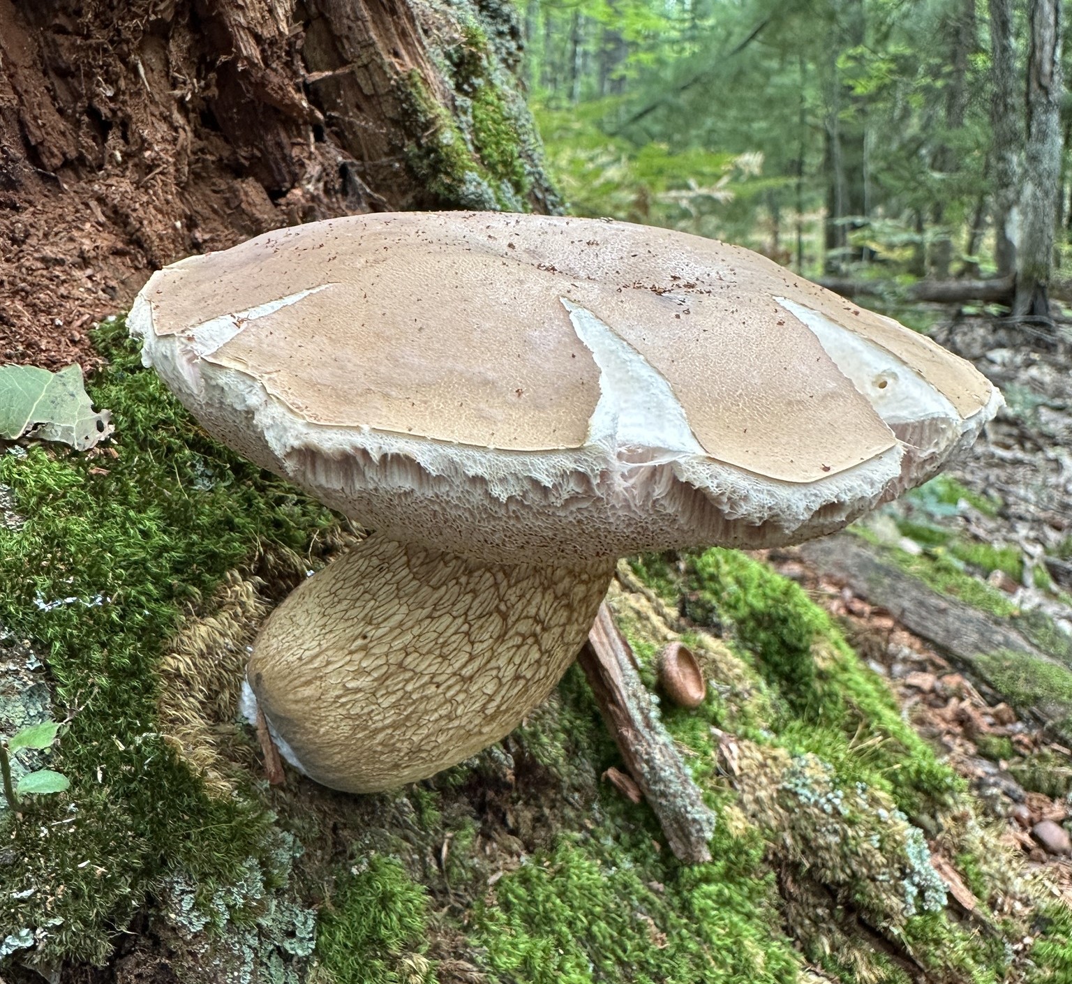 Goryczak żółciowy (Tylopilus felleus)